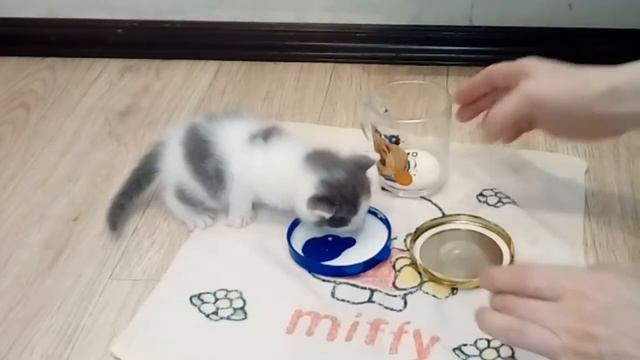 Пристраиваем котенка смотреть онлайн