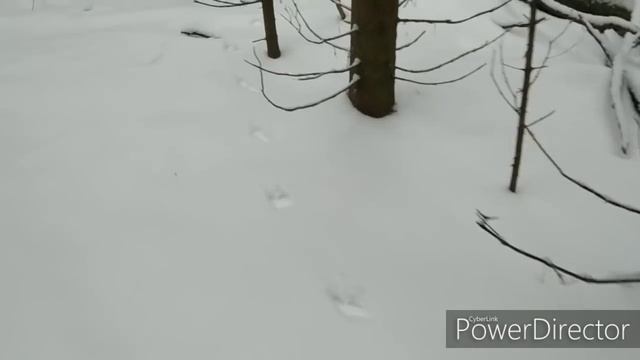 С лайкой за куницей! Тропим куницу в лесу , нашли но недобыли!!! смотреть онлайн