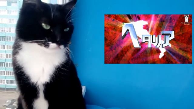 РЕАКЦИЯ моего кота на ХЕТАЛИЮ! (Рофл)