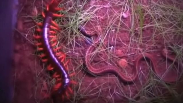 Головоломные решения