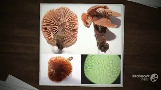 Psathyrella fulva - fungi kingdom смотреть онлайн