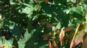 Медонос черноклен или клен татарский