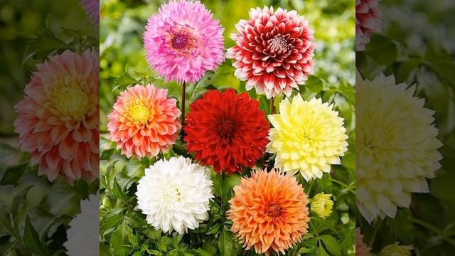 Осінній квітник