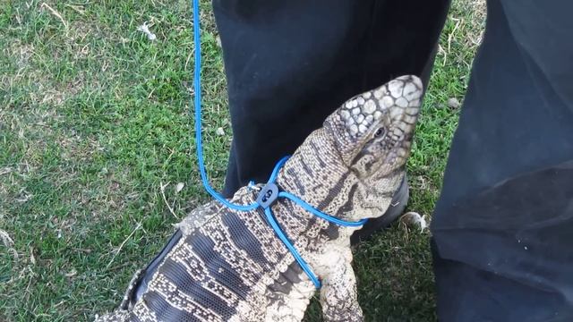 Tegu Attention- Tegu Returns To Owner For Comfort Pt 1 (HD)