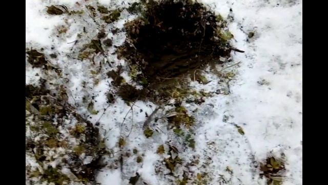 Коп за селом у старого русла Кубани GarrettAce250