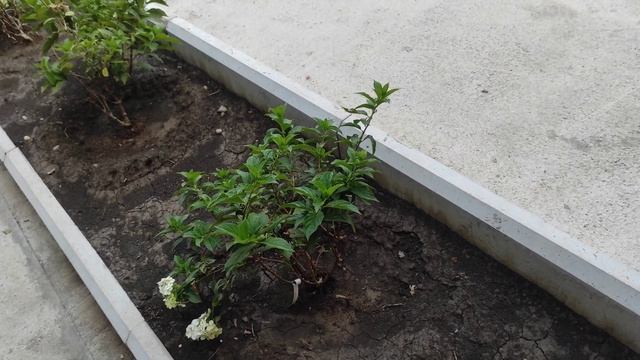 полив растений аквариумной водой. лучше воды и не придумать!!! смотреть онлайн