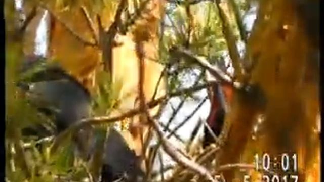 СЕМЕЙСТВО ВОРОНА (пять птенцов в гнезде). смотреть онлайн