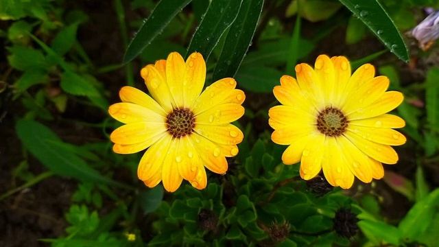 День рождения Самвела. Обзор Saveliy Ad