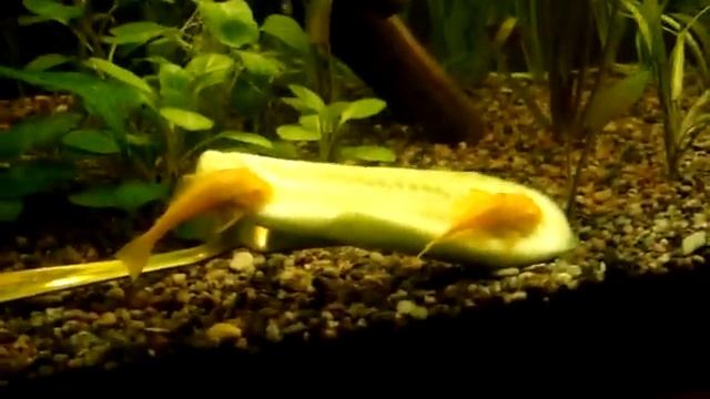 Аквариум 200 литров гуппи анциструс водорослеед смотреть онлайн