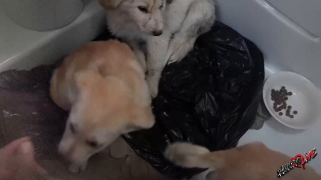 Малыши плакали и боялись, люди причинили им много вреда! смотреть онлайн