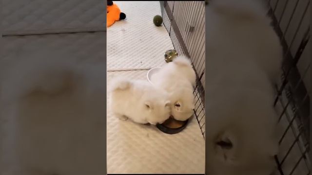 📞 +7 920 108-80-10 Продаются щенки Померанский шпиц. Питомник "Ledi-Pom-Charm" pomeranian Spitz смотреть онлайн