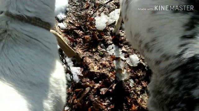 #коза #моикозочки
Лиса в поле// Козья пробежка)) смотреть онлайн