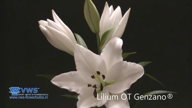 Lilium Genzano ®