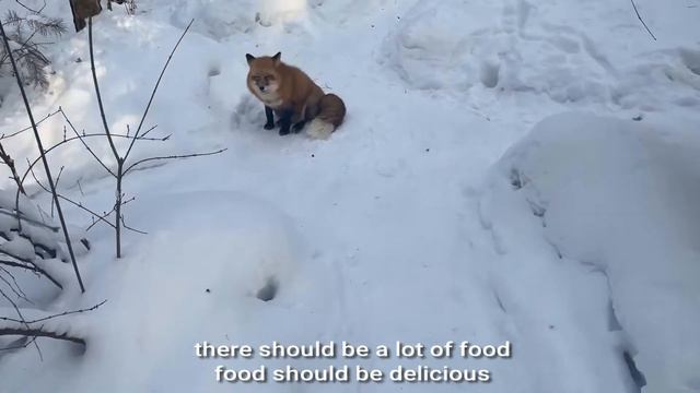 Алиса лиса. Еда и холода (Food and cold). смотреть онлайн