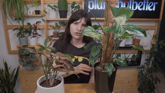 Variegated Syngonium Care (Syngonium Albo & Syngonium Pink Splash)