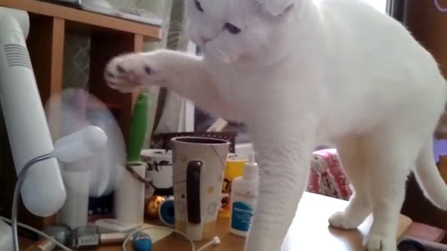 Кот и Карлсон смотреть онлайн
