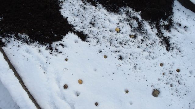 Посадка картофеля под зиму, подзимний посев укропа смотреть онлайн