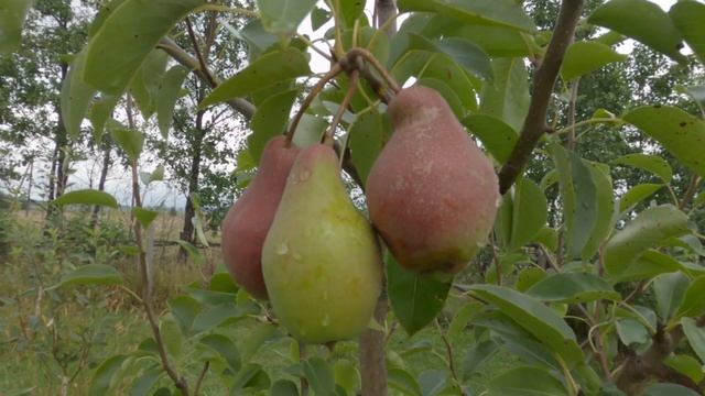 Состояние разных сортов груш в конце лета смотреть онлайн