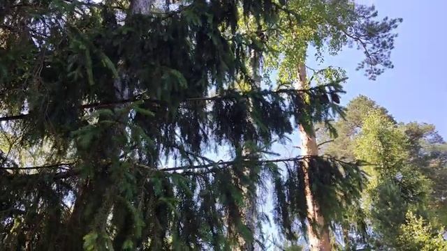 Хвойный лес. Озеро. Красивая Природа. Music Relaxing video. 4k смотреть онлайн