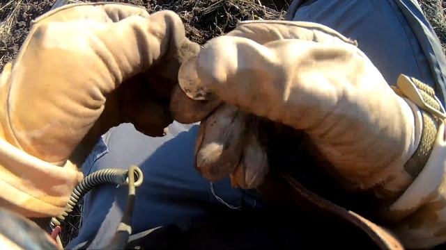 [26] Деревня у дерева не дает мне сна и покоя  Коп монет продолжается!