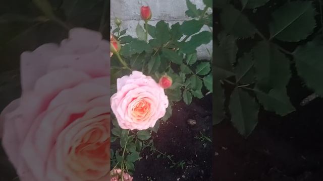 Ла вилла котта смотреть онлайн