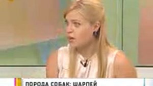Шарпей