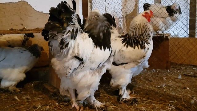 Брамы, кохинхины, орпингтоны. +77017224679 Анвар Рустемов. Казахстан, Шымкент(5) смотреть онлайн