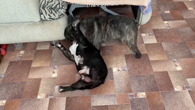 Французские бульдоги БумОсики. Пока я пытаюсь навести порядок дома, они... часть 3 смотреть онлайн