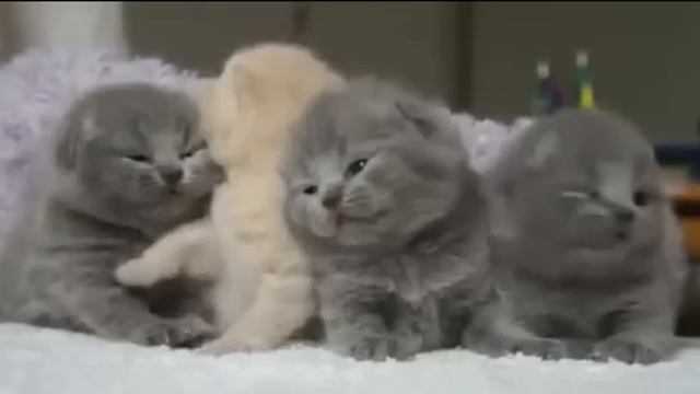 Котята малыши хотят спать. Позитив. смотреть онлайн