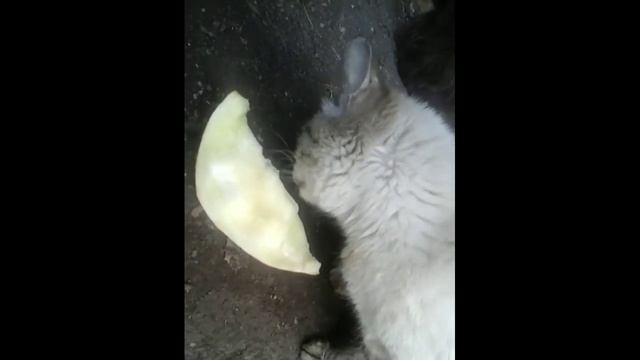 #КошечкиСобачки#НашиЛюбимчики! СМОТРЕТЬ ДО КОНЦА ?? смотреть онлайн