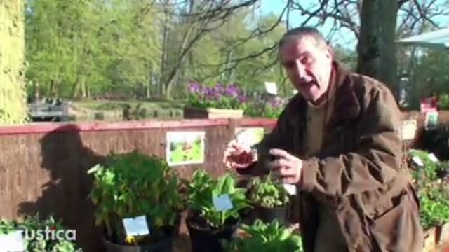 Quelles Fleurs Planter Sous Un Arbre : Uvularia Grandiflora Et Dicentra Eximia