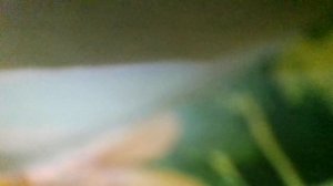 Наш край(То березка,то рябина,куст ракиты над рекой.Край родной, навек любимый,где найдешь(наброски