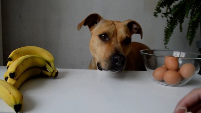 Dog ASMR - DOG EATS RAW EGG смотреть онлайн