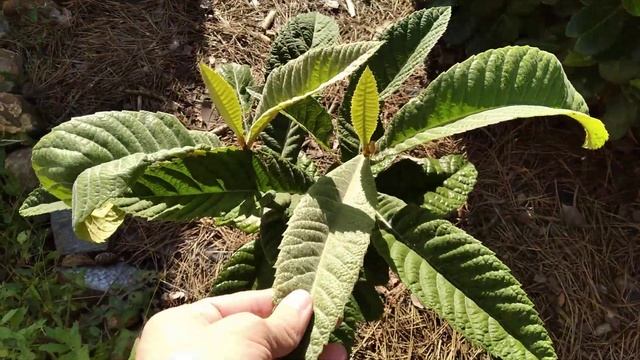 Мушмула японская (Eriobotrya japonica) в Симферополе смотреть онлайн