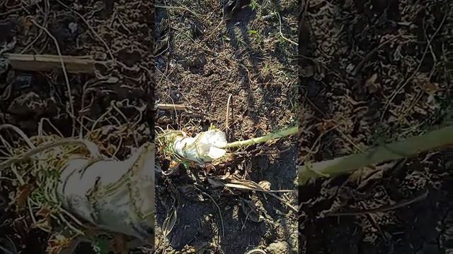 сорт Лэйла по дисковке урожайность 12ц смотреть онлайн