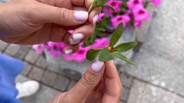 Как собрать семена с петунии. Пышное цветение Пинк Пейшн. смотреть онлайн