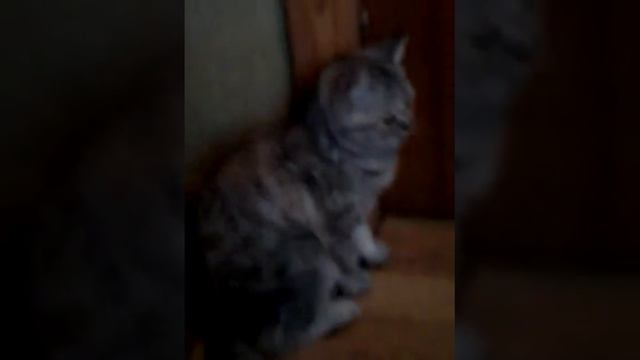 Наблюдения за кошкой смотреть онлайн