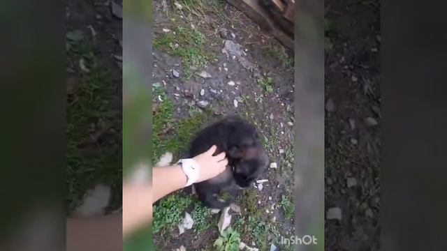 СРОЧНО! СРОЧНО! ИНФО ДЛЯ НЕРАВНОДУШНЫХ! ЩЕНКИ ИЩУТ ХОЗЯИНА. ПРИЕДУТ К ВАМ ПРЯМО ИЗ КРАСНОЙ ПОЛЯНЫ. смотреть онлайн