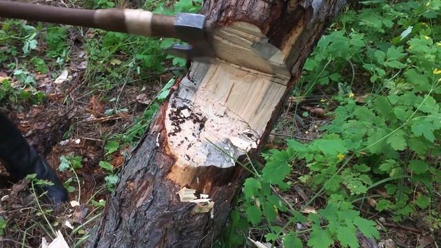 Как правильно рубить топором. Валка деревьев, техника рубки топором "Бородач" смотреть онлайн