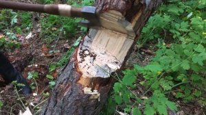 Как правильно рубить топором. Валка деревьев, техника рубки топором "Бородач"