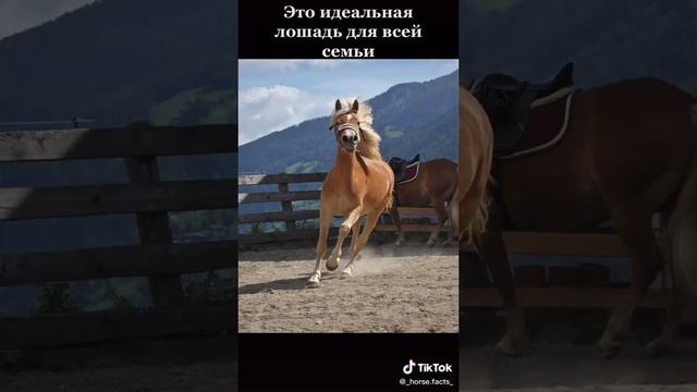 Немного о породе Хафлингер. смотреть онлайн