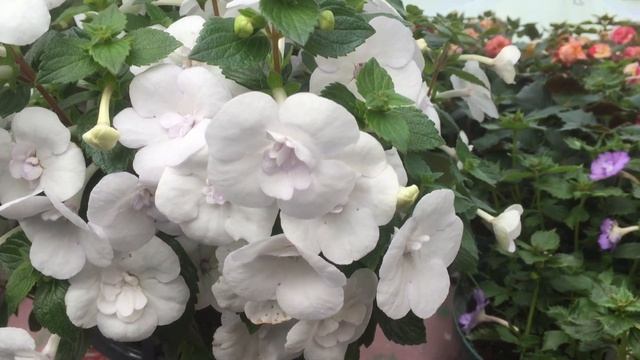 Ахименес 'Double Picotee Rose смотреть онлайн