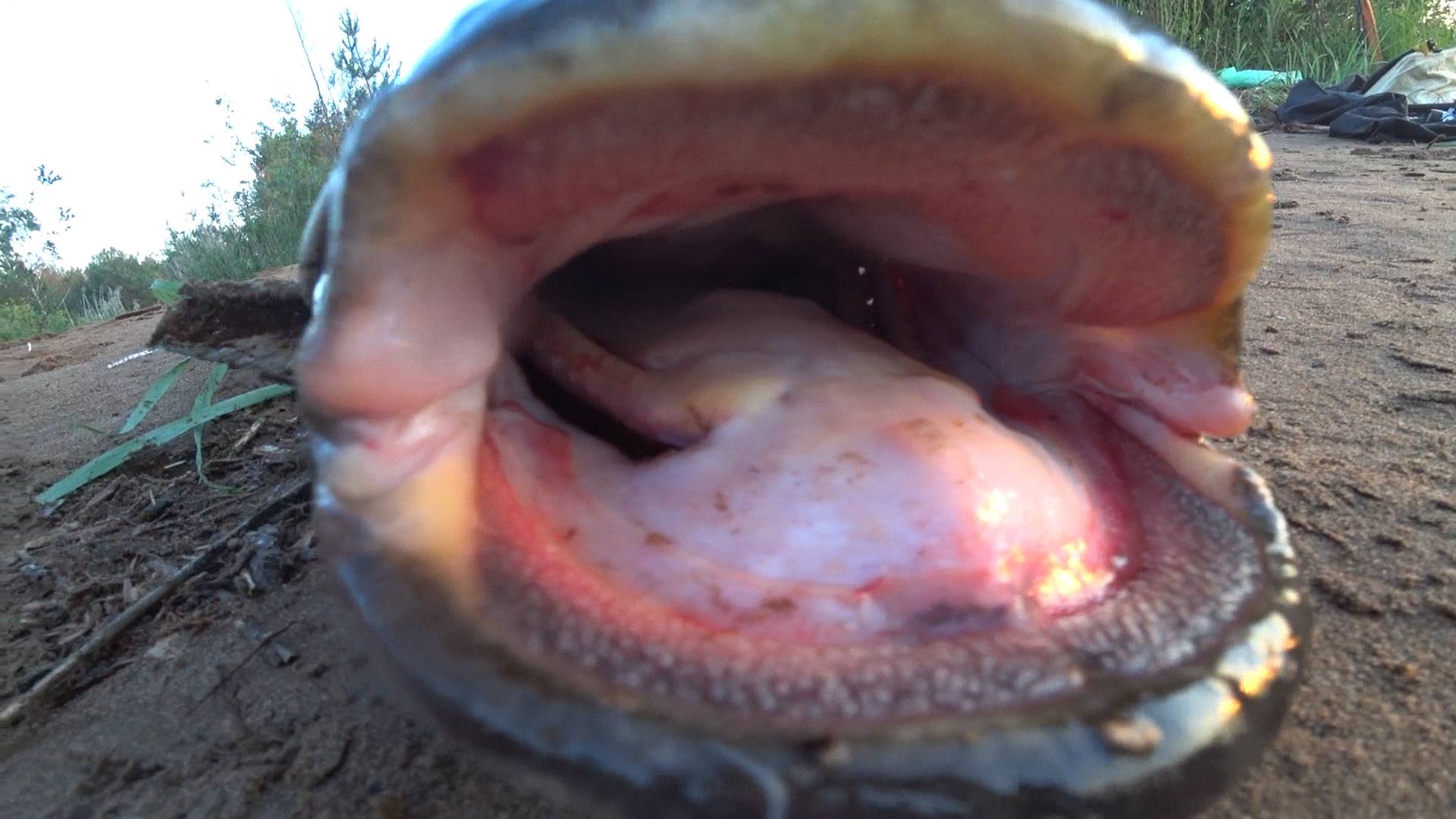 ОДИН НА ВСЕХ! ТРУДОВАЯ РЫБАЛКА НА СОМА! Ловля сома на куриную печень. Донки Перемет смотреть онлайн
