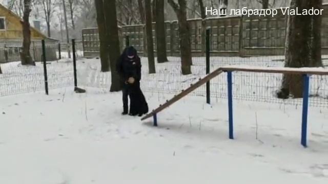 Полоса препятствий - Апорт с препятствием | Барьер |Бум | Кольцо | Наш лабрадор ViaLador смотреть онлайн