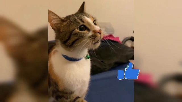 ЭТО самое смешное видео на моем канале.funny animals смотреть онлайн