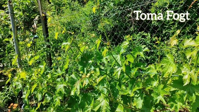 Дача в Германии.4 июня 2023.Полив и подкормка винограда.Часть 2.