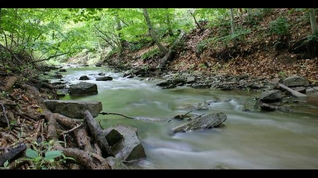 Река в лесу смотреть онлайн