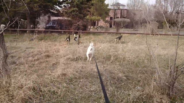 Отважный Снапик и стая бродячих собак 🐾💕 #снап #бультерьер #щенок #собака смотреть онлайн