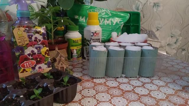 Виола Из Семян Без Пикировки Посев На Снег! смотреть онлайн