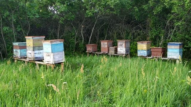 Пасека.Среднерусская пчела.Рои.Антироевые приёмы и их эффективность. смотреть онлайн